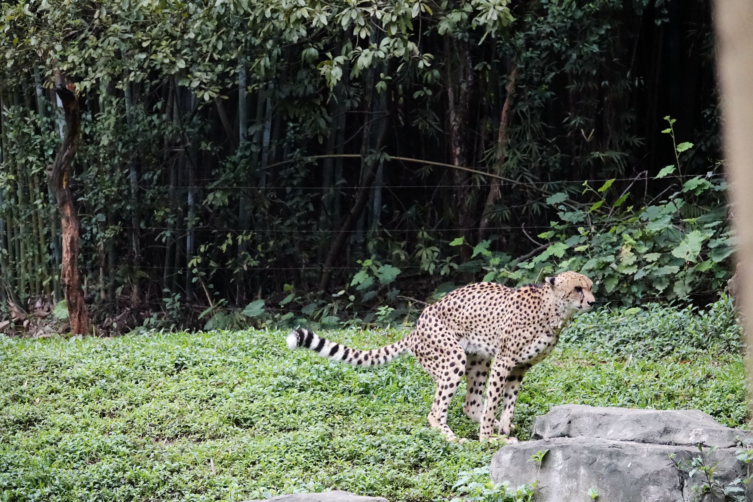 长隆野生动物园观赏攻略,长隆野生动物园需要准备的东西
