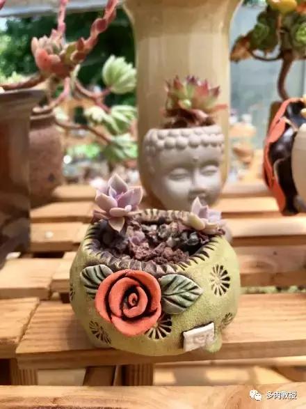 多肉的奇特之处,养的多肉长了蘑菇