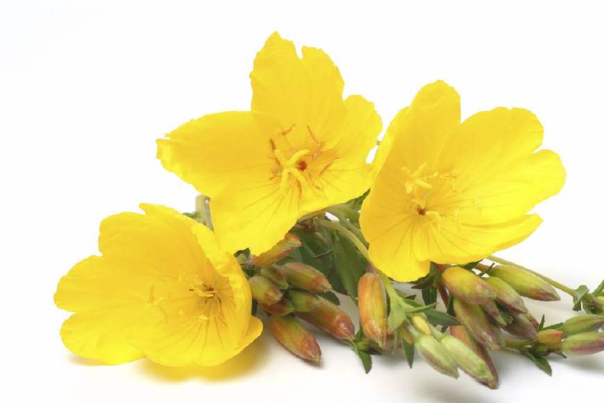 月见草含油量达25.1%含Y~亚麻酸达8.1%，最有开发前景