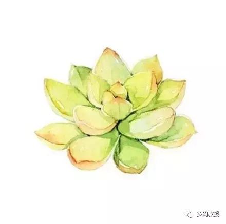 多肉的奇特之处,养的多肉长了蘑菇