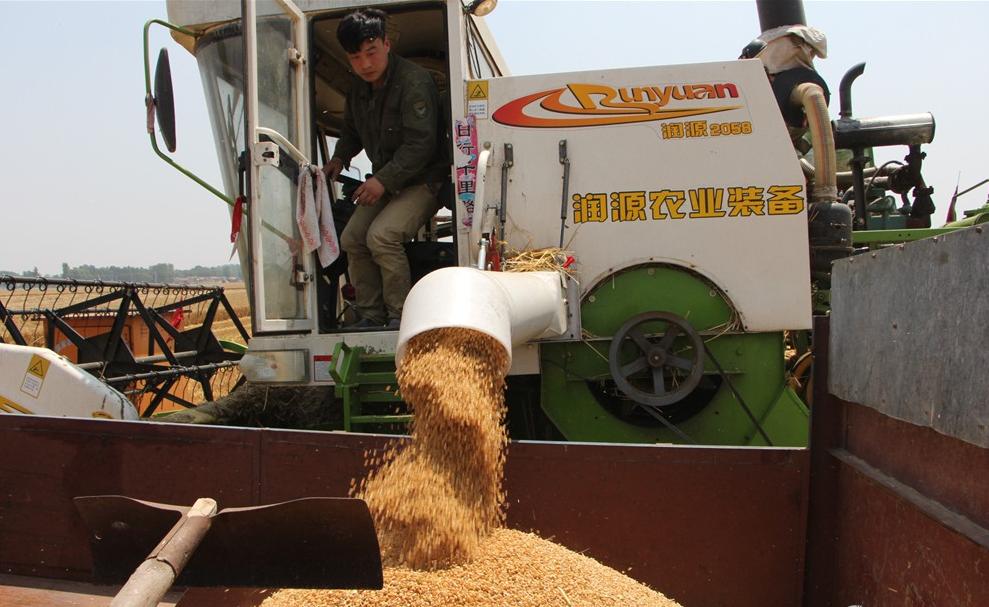纵横田间，麦收不将就，这款山东“壮汉”收割机就是猛