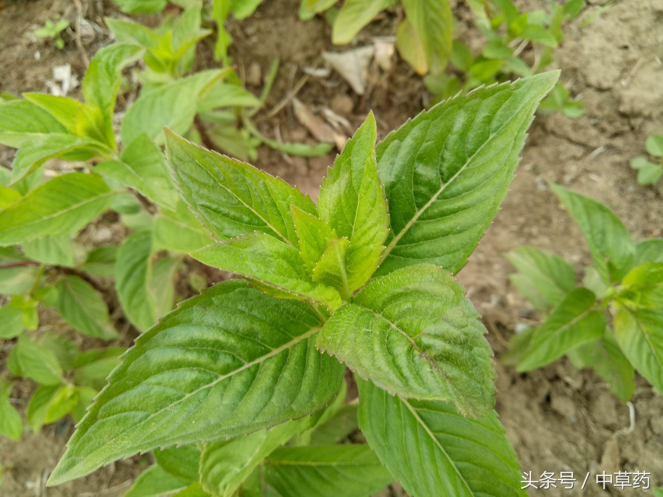 原来薄荷还有这样的用途,日常使用薄荷的好处都有哪几种