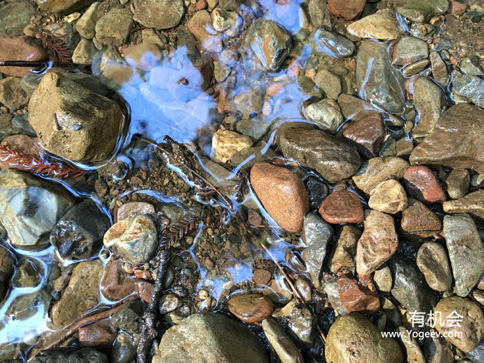 现实中的魔法森林,魔法森林教学课件