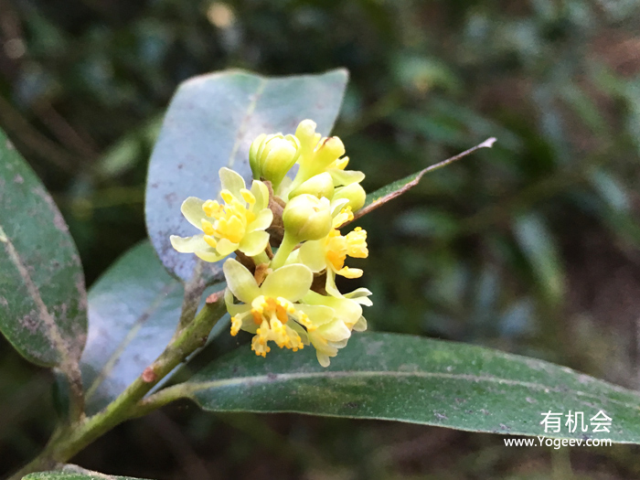 现实中的魔法森林,魔法森林教学课件