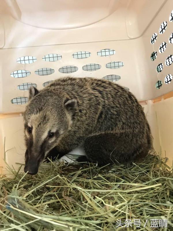 青岛机场托运宠物,青岛机场宠物空运