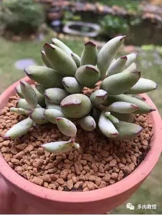 6种名字充满趣味性的多肉,推荐八种高颜值多肉好看又好养