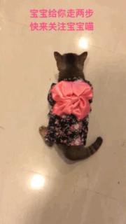 心爱的抱枕才抱了一晚上就被喵星人给糟蹋了，铲屎的：谁干的站出来保证不打死你