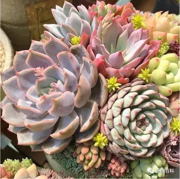 多肉叶插空气发根法,多肉植物怎么叶插才能成活