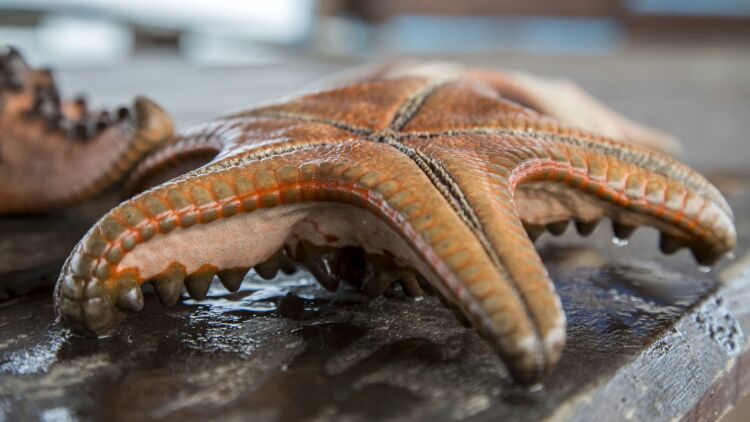 巴厘岛印象视频,巴厘岛印象深刻婚礼