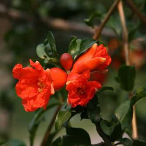 这些花不仅好看还可以做药材？一物多用，第8个还可以治高血压！