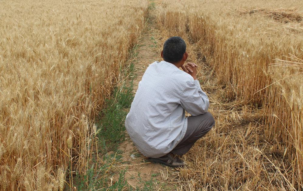 套马的汉子最威武视频,套马的汉子雄壮吗