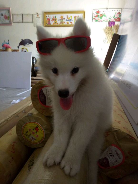 刚到家的萨摩耶活泼正常嘛,萨摩耶无精打采拉稀还不吃东西