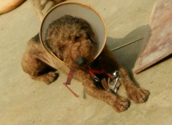 网友家的泰迪,泰迪皮肤病抹什么