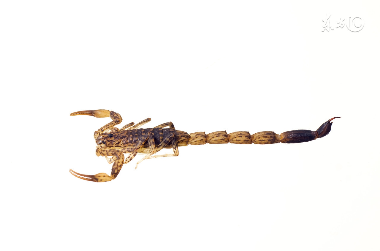 朱仁康全蝎散治疗疱疹 (全蝎散治疱疹秘方)