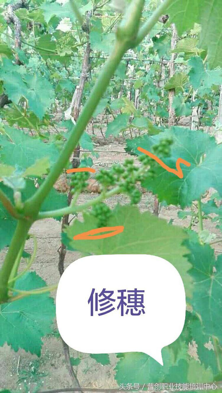 葡萄种植管理技术唐老师,如何管理葡萄才能高产的技术