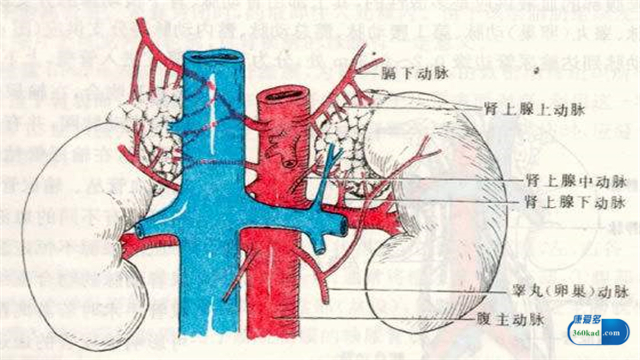 肾上腺恶性肿瘤活多久,肾上腺肿瘤怎么导致的