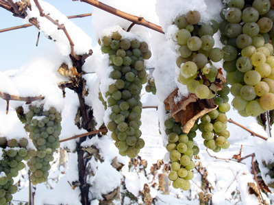 冰酒哪一款好喝通化冰酒,冰酒咋喝