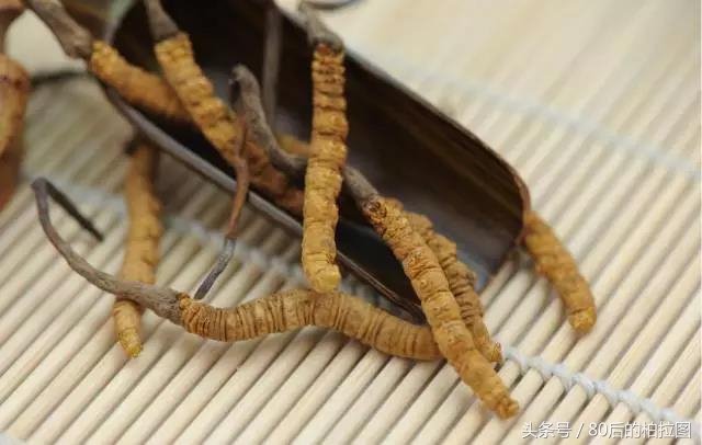 冬虫夏草凭什么这么贵？小编为你解读虫草的故事