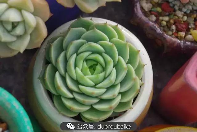 大浙江的多肉也来拉仇恨咯！即使淋雨也不褪色！我有妙招！