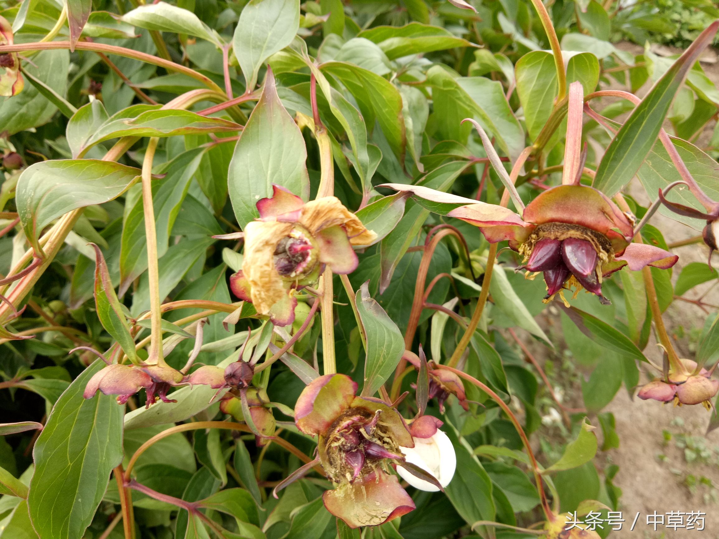 “花中皇后”芍药，不但“貌美”，入药还可养血调经、平肝止痛