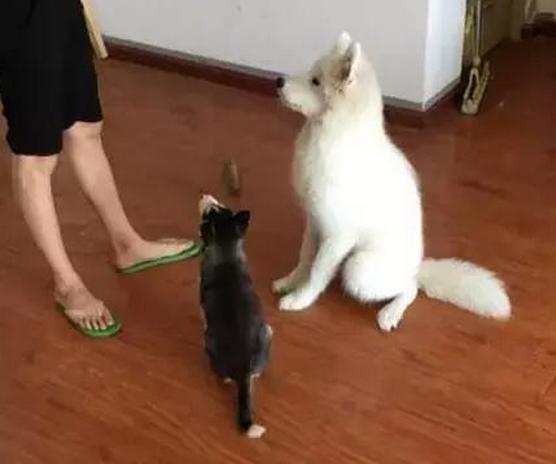 哈士奇和萨摩耶一起养,同时养哈士奇萨摩耶和阿拉斯加