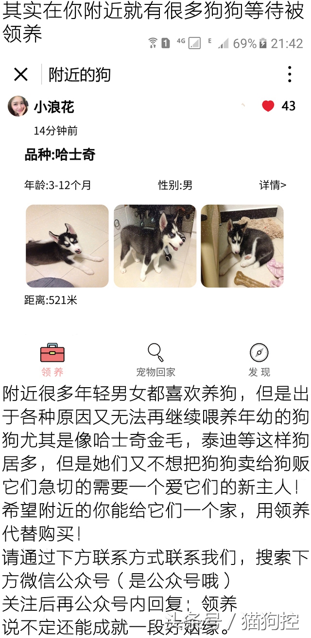 哈士奇为什么拉稀屎,哈士奇吃了米饭拉稀