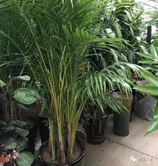 能驱虫的花,什么花养在家里可以净化空气