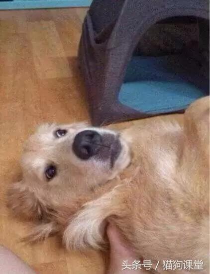 diy狗窝教程,diy狗窝教程室外水泥