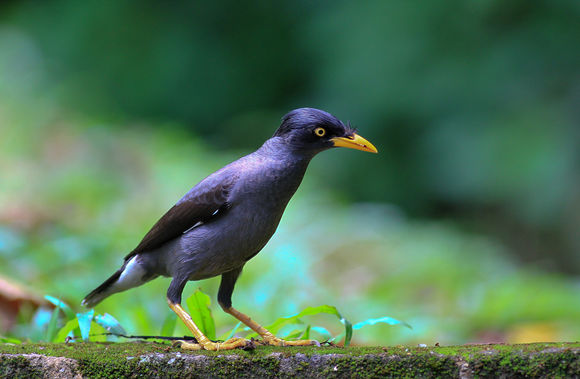 八哥鸟怎么养才能亲近人,养了一年的八哥鸟会怎样