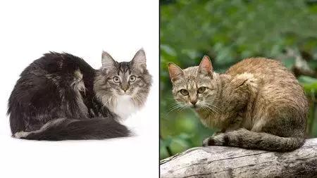 为什么说猫是铲屎官的祖先,铲屎官你不得不知道的猫主子历史