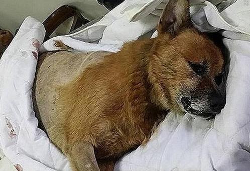 流浪狗受伤在路边濒临死亡后续,流浪狗遍体鳞伤