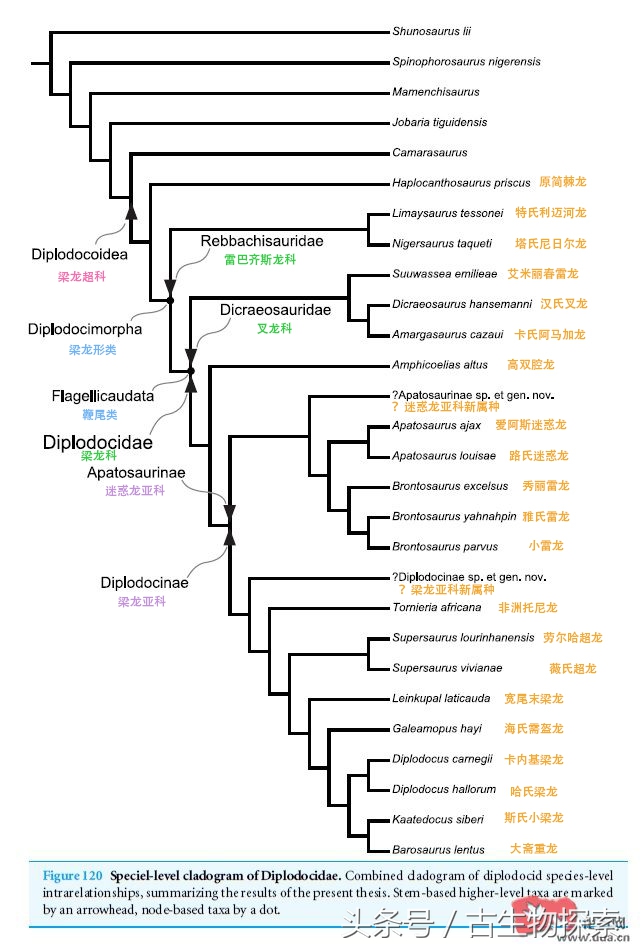 尼日尔龙:恐龙中的吸尘器