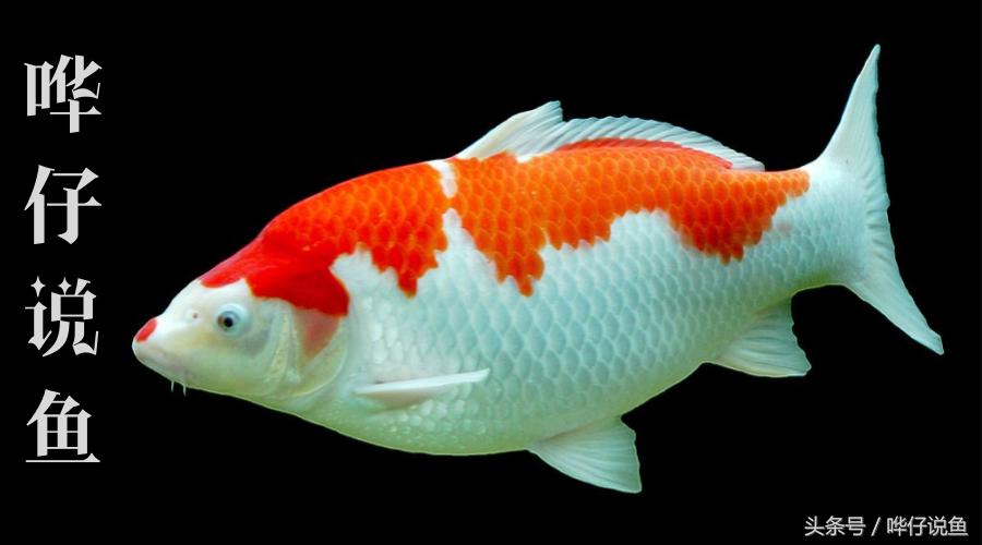 危险信号!你的鱼缸里有泡泡啦!发现神秘泡沫,请第一时间保护你的宠物鱼,给你一个小妙招