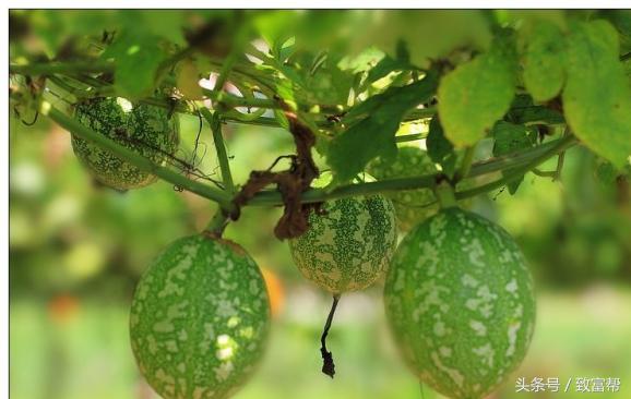 瓜皮、瓜子、瓜块根，统统可以换钱来