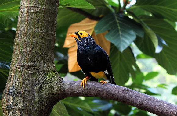 八哥鸟怎么养才能亲近人,养了一年的八哥鸟会怎样