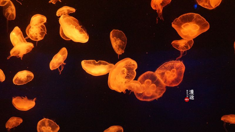 长隆亲子两大两小旅游攻略,珠海长隆横琴湾酒店亲子攻略