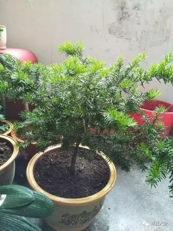 夏季发财树一般多少天浇水一次 (夏季多肉晴天浇水还是雨天浇水)