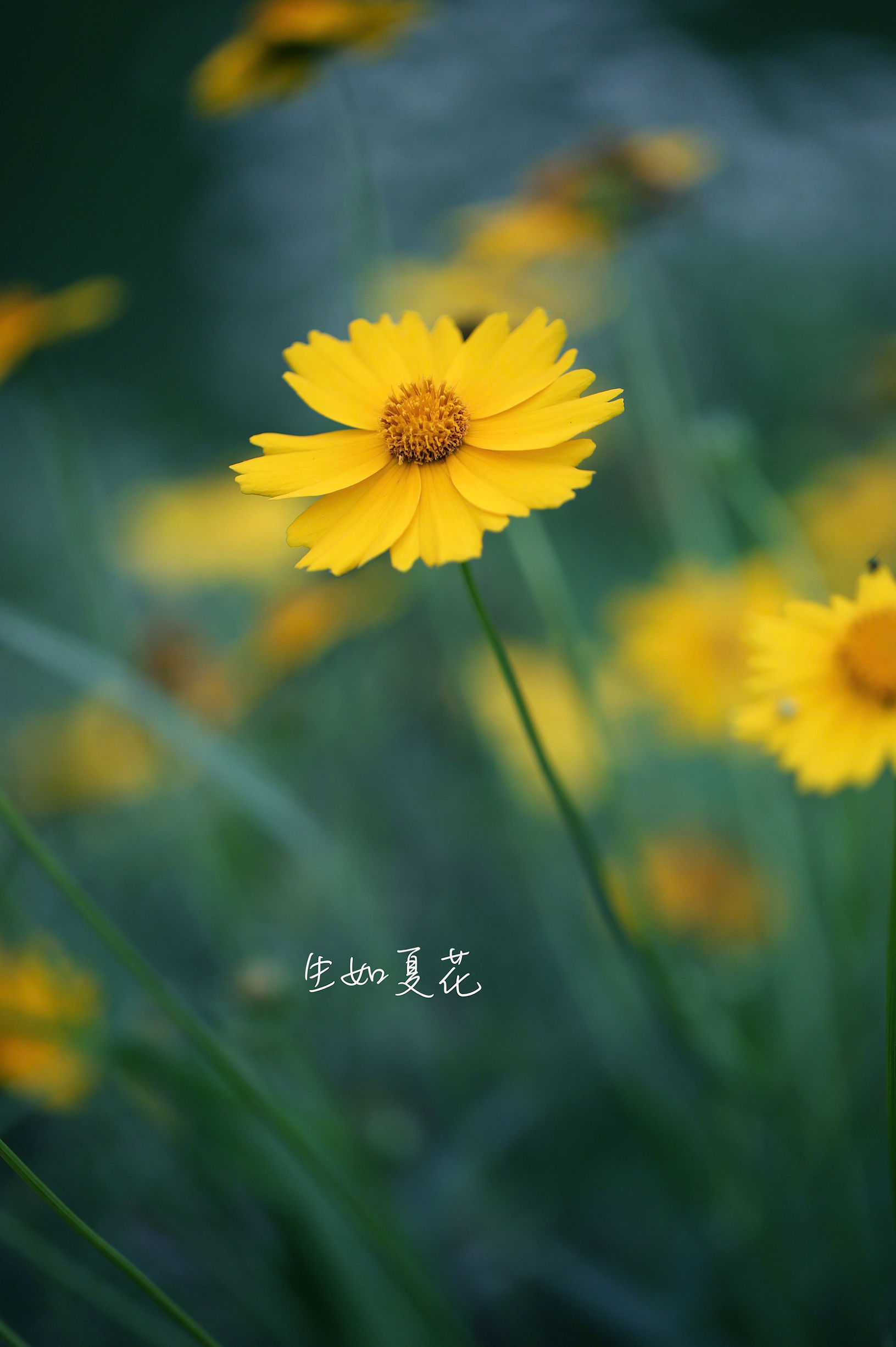 歌曲生如夏花原唱,生如夏花唯美人像摄影教程