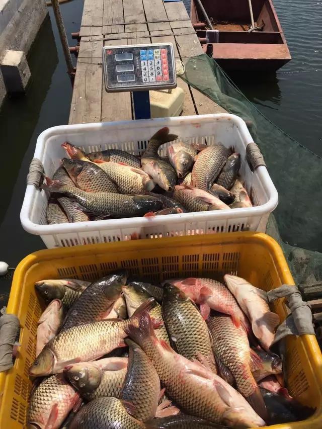 杨柏文钓鱼视频大全,杨柏文野钓视频完整版