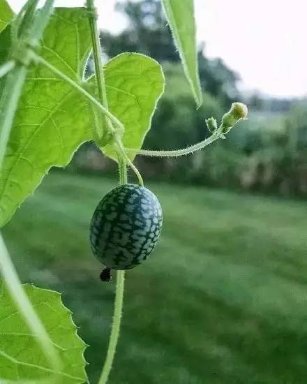 世界上最小的西瓜是什么西瓜,世界上最小的西瓜里面是蓝色的