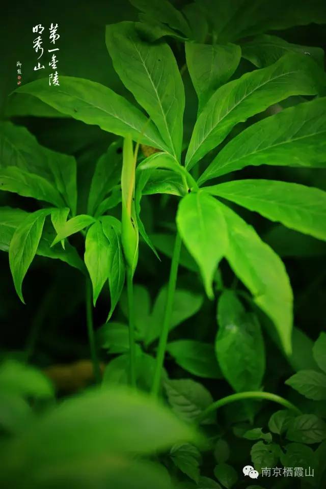 栖霞山丨夏至：翻空白鸟时时见，照水红蕖细细香