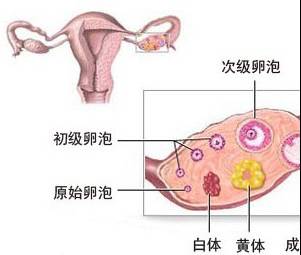 女汉子黄体破裂历险记