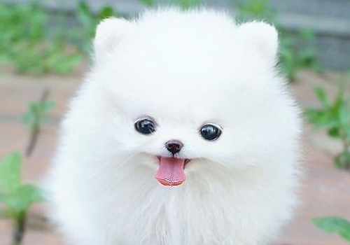 萨摩耶幼犬软便,萨摩成犬拉软便怎么办