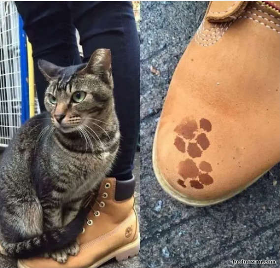 每日一笑佛系猫咪图片,每日一笑中二少年的寻猫启事