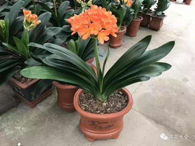 夏季发财树一般多少天浇水一次 (夏季多肉晴天浇水还是雨天浇水)