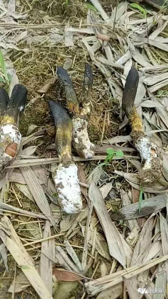 三明山上又一宝物被发现!原来它这么好