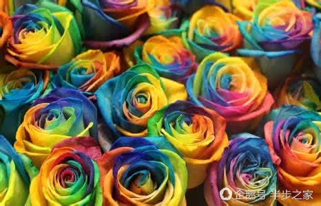 玫瑰品种区分及花语,绿玫瑰品种和花语