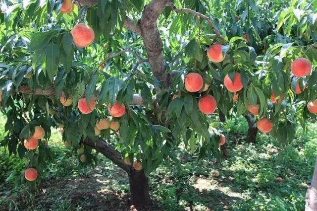 余庆县在贵州的排名,余庆最好的乡镇排名