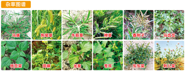 花生出苗后生杂草用什么除草剂,花生杂草封闭除草剂