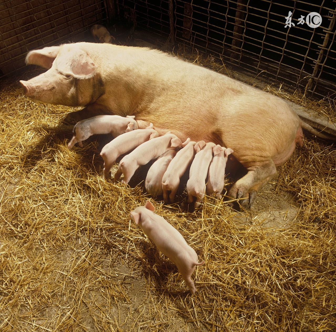 酷夏母猪受胎率低下？做到这几点，让你的母猪变成超生婆！